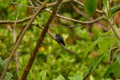 Phaethornis