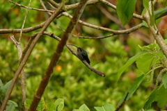 Phaethornis