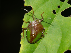 Ascra bifida