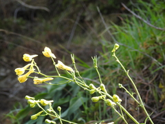 Delphinium luteum