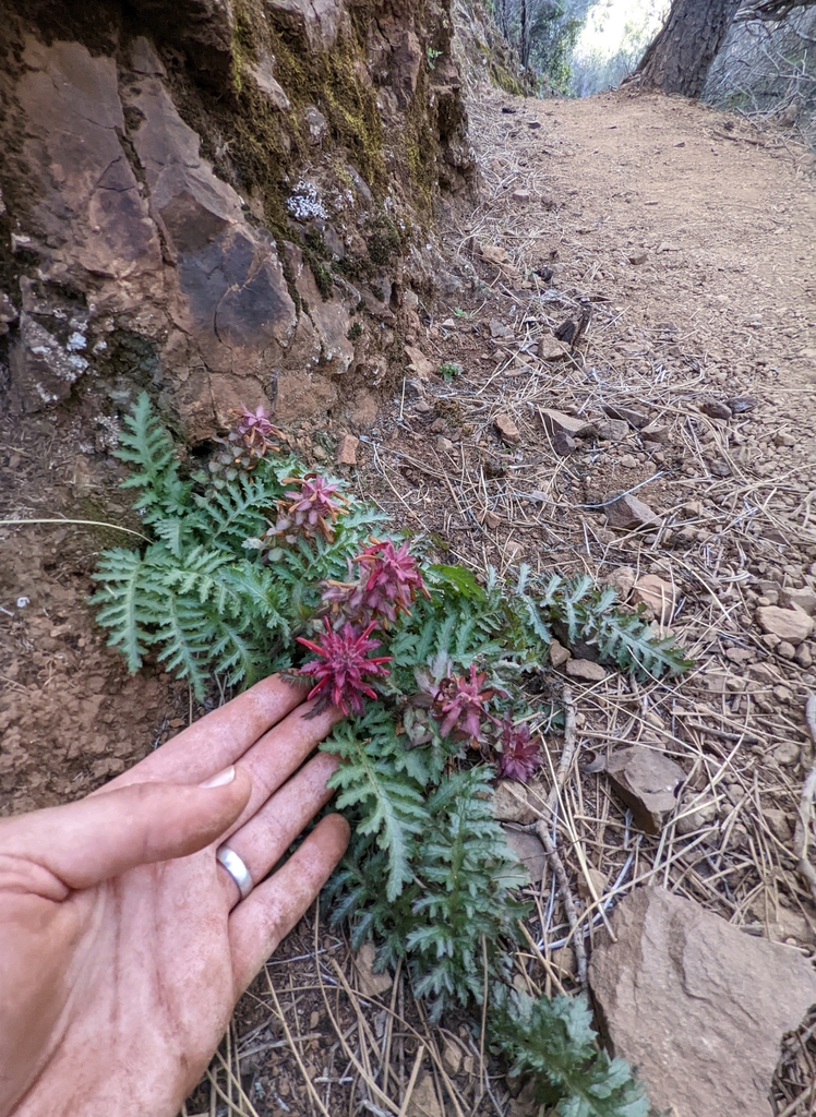 Indian warrior (Pedicularis densiflora)