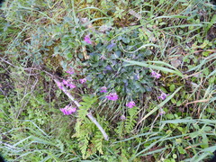 Arabis blepharophylla