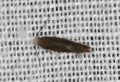 Aproaerema isoscelixantha