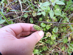 Sedum radiatum