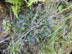 Arabis blepharophylla