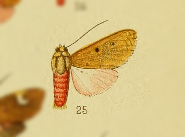 Melese quadrina