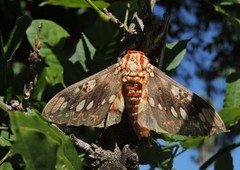 Citheronia brissotii