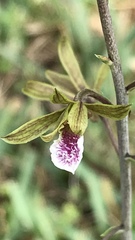 Image of Eulophia graminea