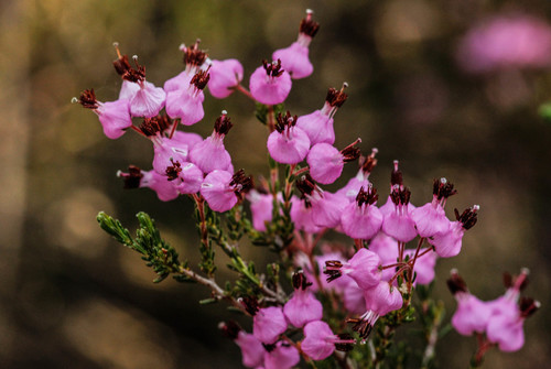 Erica umbellata