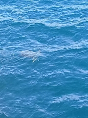 Lepidochelys olivacea