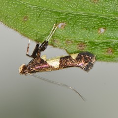 Caloptilia cornusella
