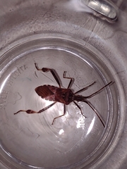 Leptoglossus occidentalis