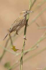 Cisticola aridulus