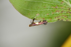Caloptilia cornusella