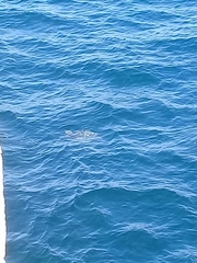 Lepidochelys olivacea