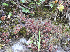 Sedum radiatum