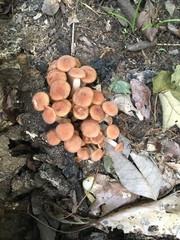 Desarmillaria caespitosa image
