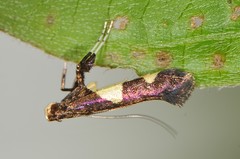 Caloptilia cornusella