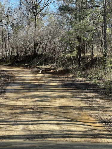 Wild Turkey photographed in Alabama