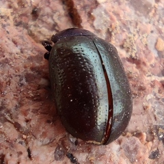 Chrysolina bicolor