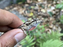 Anolis serranoi
