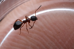 Dolichoderus plagiatus