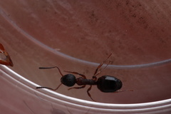 Dolichoderus plagiatus