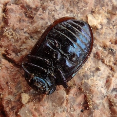 Chrysolina bicolor