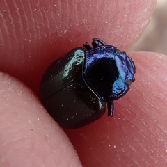 Chrysolina bicolor