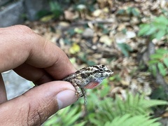 Anolis serranoi