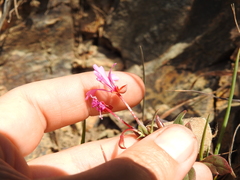 Clarkia concinna raichei