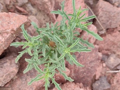 Asteriscus graveolens