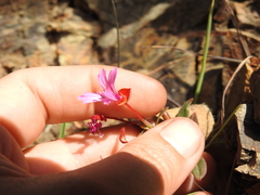 Clarkia concinna raichei