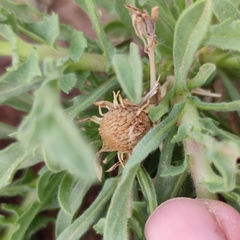 Asteriscus graveolens