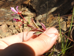 Clarkia concinna raichei