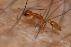 Pseudomyrmex simplex