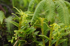 Epidendrum dendrobioides