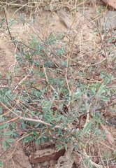 Tephrosia nubica