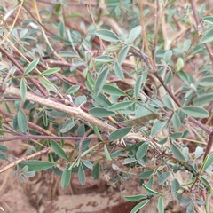 Tephrosia nubica