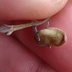 Tephrosia nubica