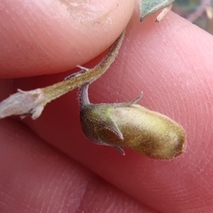 Tephrosia nubica