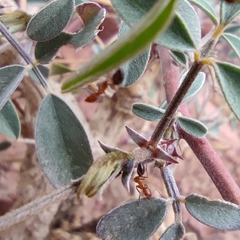Tephrosia nubica