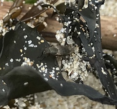 Coelopa