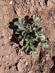 Pediomelum castoreum