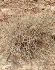 Anabasis setifera