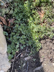 Veronica hederifolia