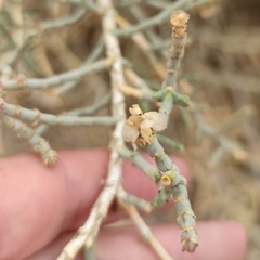 Anabasis setifera