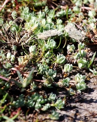 Psilocarphus chilensis