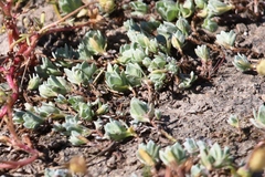 Psilocarphus chilensis