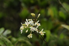 Epidendrum patens